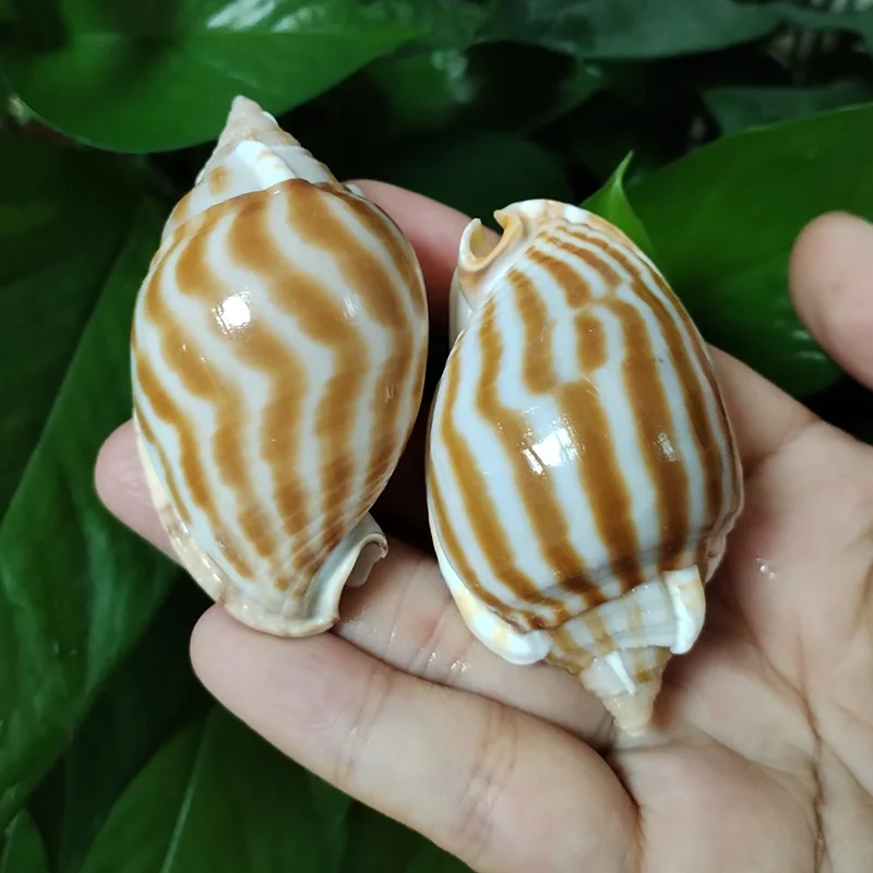 Buy Kf s f e a a b c av in Australia.